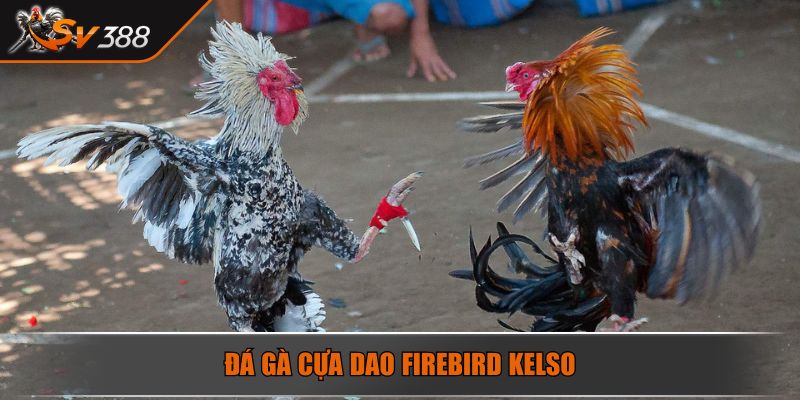 Đá gà cựa dao Firebird Kelso