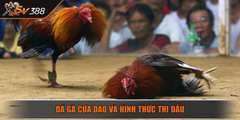 Đá gà cựa dao và hình thức thi đấu