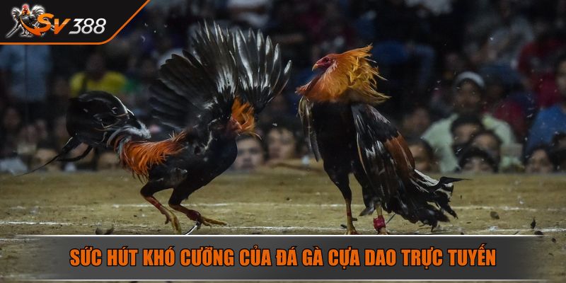 Sức hút khó cưỡng của đá gà cựa dao trực tuyến