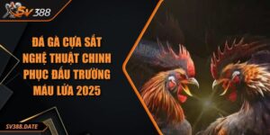 Đá Gà Cựa Sắt Nghệ Thuật Chinh Phục Đấu Trường Máu Lửa 2025