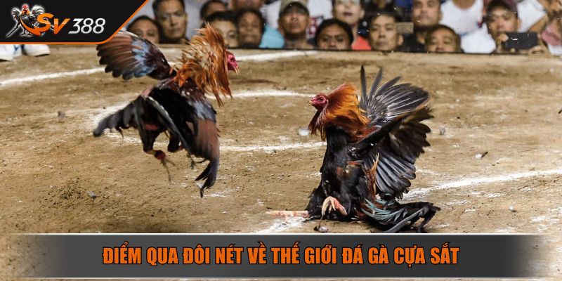 Điểm qua đôi nét về thế giới đá gà cựa sắt
