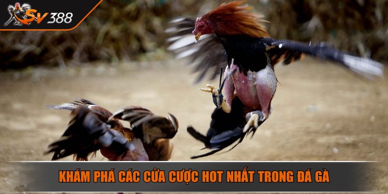 Khám phá các cửa cược hot nhất trong đá gà
