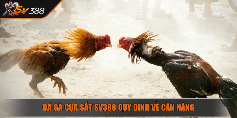 Đá gà cựa sắt SV388 quy định về cân nặng