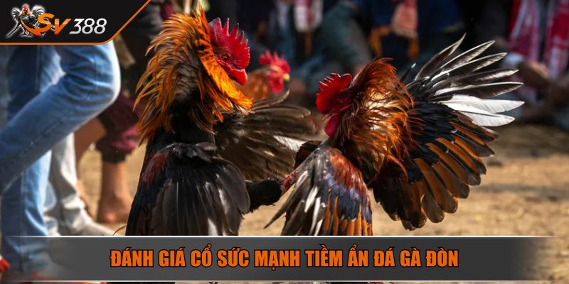 Đánh giá cổ sức mạnh tiềm ẩn đá gà đòn