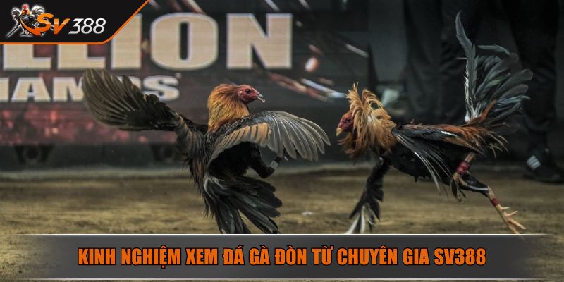 Kinh nghiệm xem đá gà đòn từ chuyên gia SV388