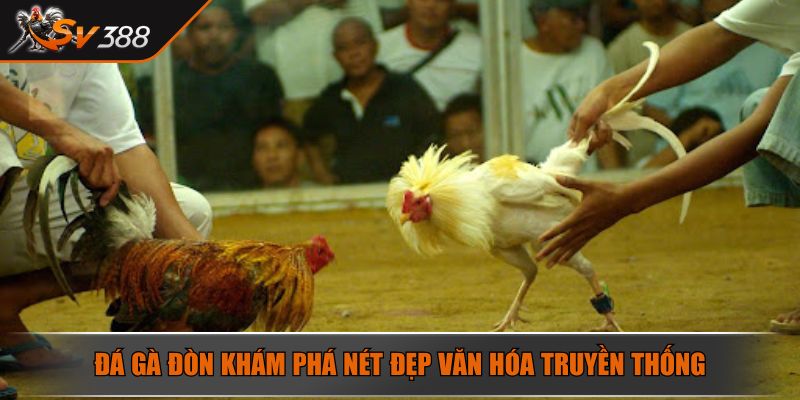 Đá gà đòn khám phá nét đẹp văn hóa truyền thống