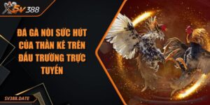 Đá Gà Nòi Sức Hút Của Thần Kê Trên Đấu Trường Trực Tuyến