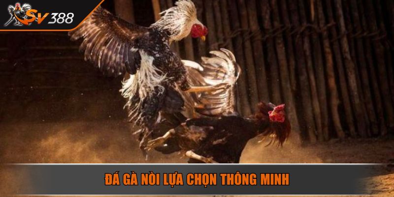 Đá gà nòi lựa chọn thông minh