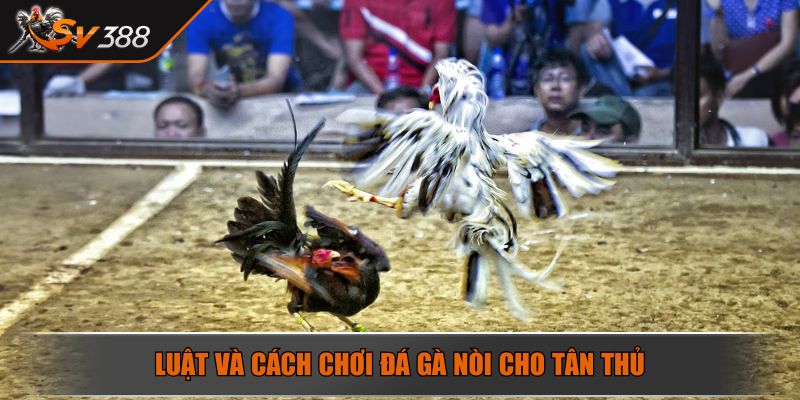 Luật và cách chơi đá gà nòi cho tân thủ