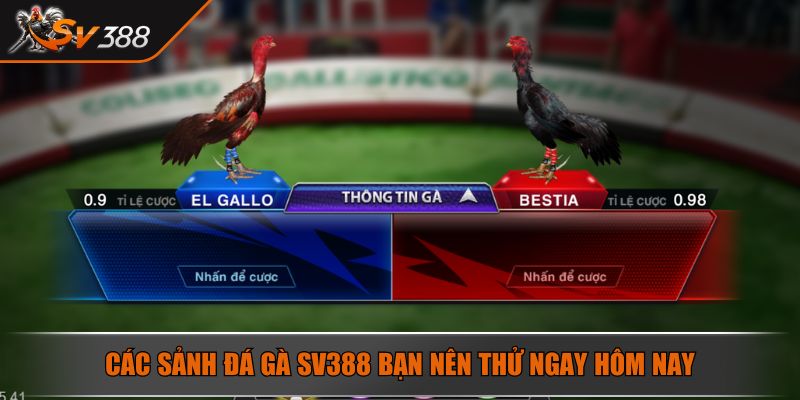 Các sảnh đá gà SV388 bạn nên thử ngay hôm nay