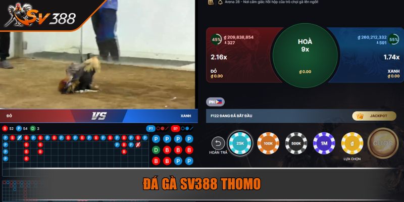 Đá gà SV388 Thomo