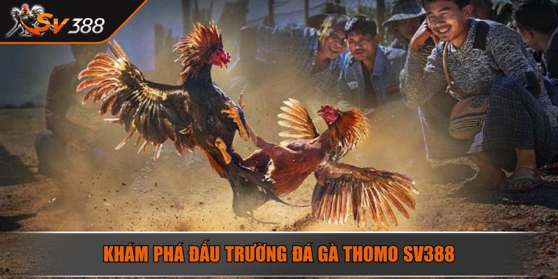 Khám phá đấu trường đá gà thomo SV388