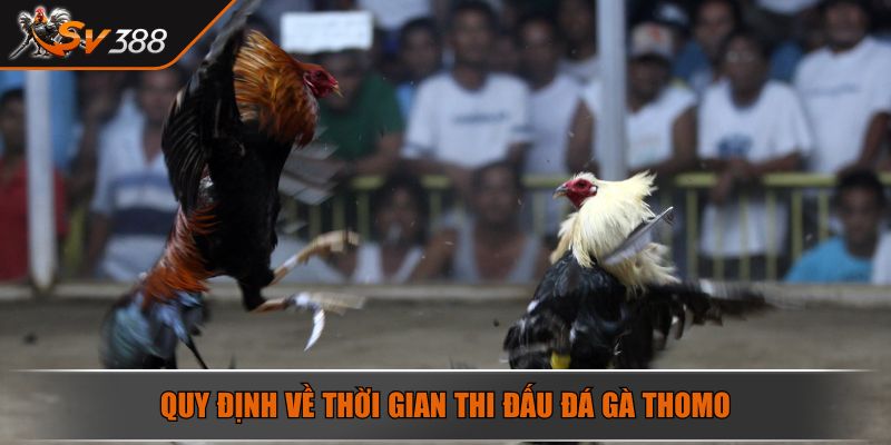 Quy định về thời gian thi đấu đá gà Thomo