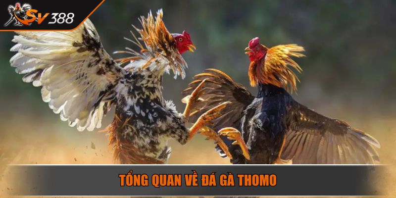 Tổng quan về đá gà Thomo