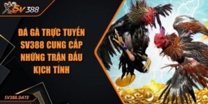 Đá Gà Trực Tuyến SV388 Cung Cấp Những Trận Đấu Kịch Tính