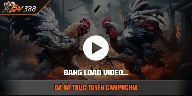 Đá gà trực tuyến Campuchia