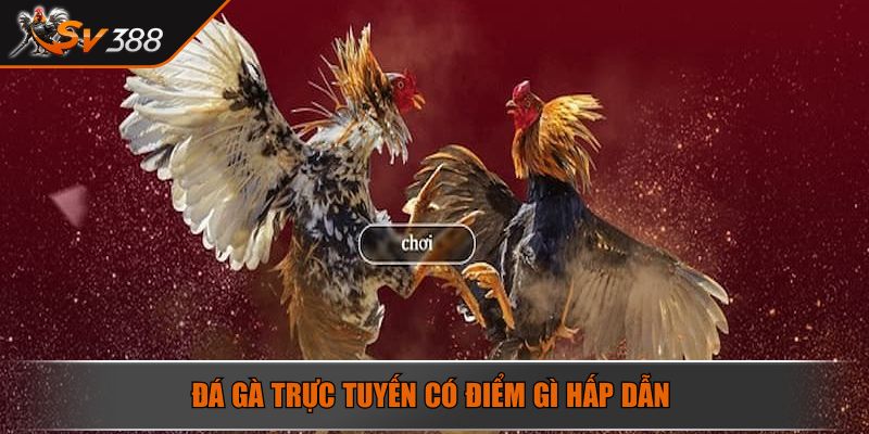 Đá gà trực tuyến có điểm gì hấp dẫn 