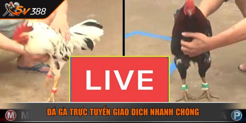 Đá gà trực tuyến giao dịch nhanh chóng